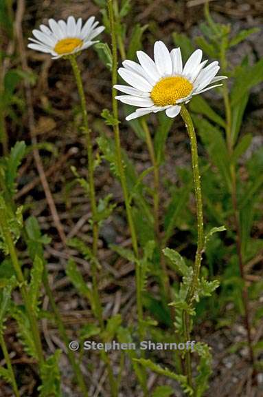 leucanthemum vulgare 5 graphic